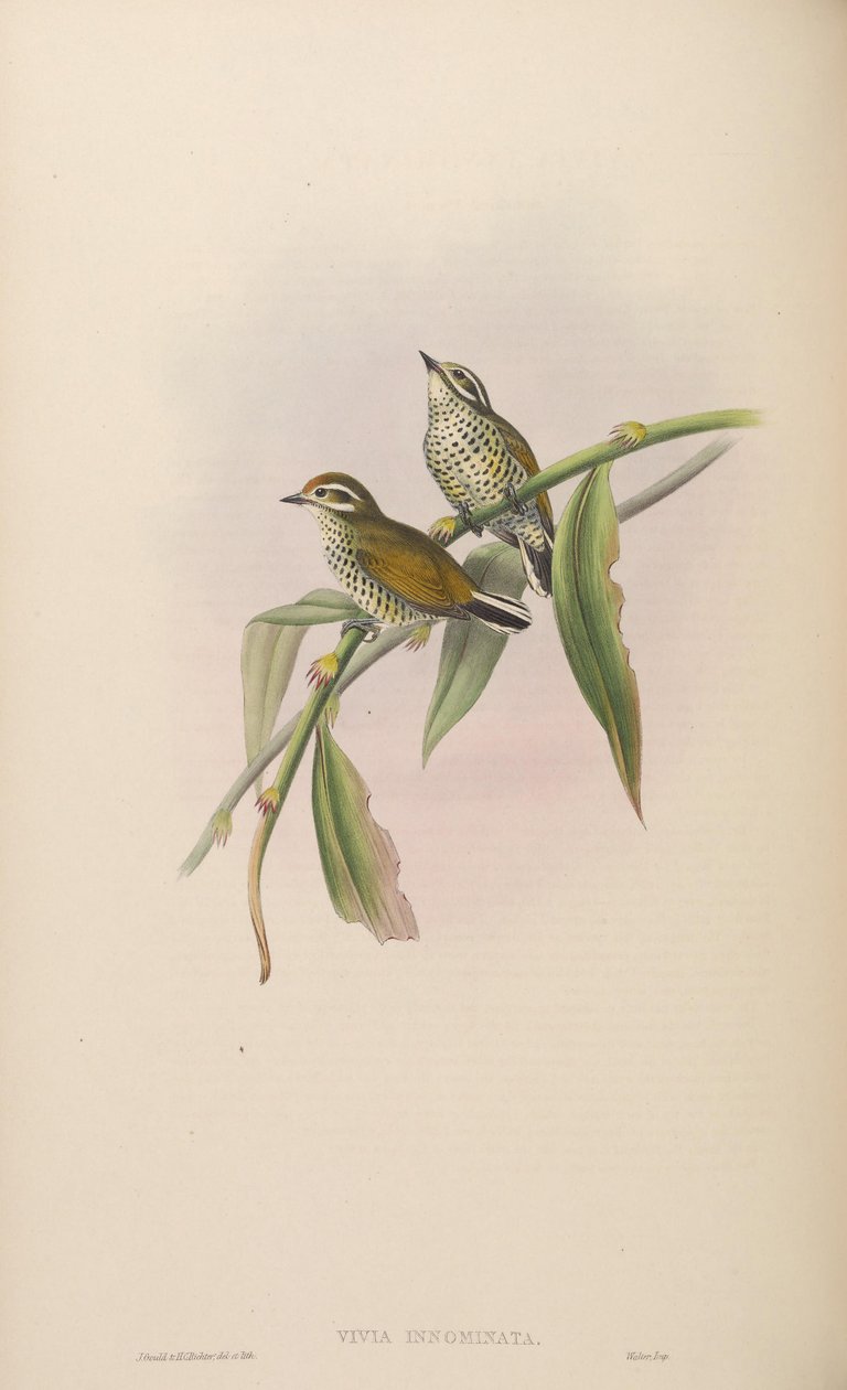 Vivia innominata = Picumnus innominatus od John Gould