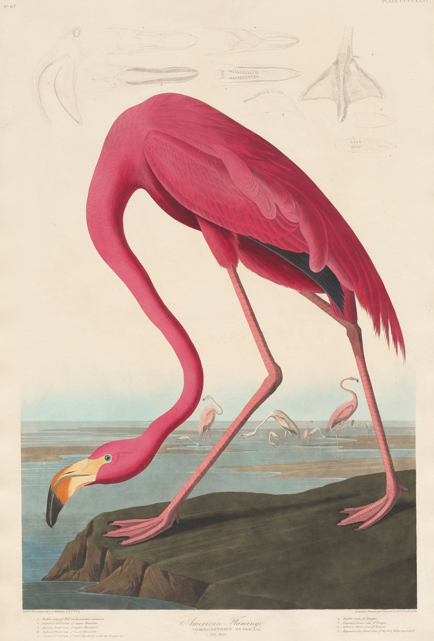 Americký plameňák, 1838 od John James Audubon