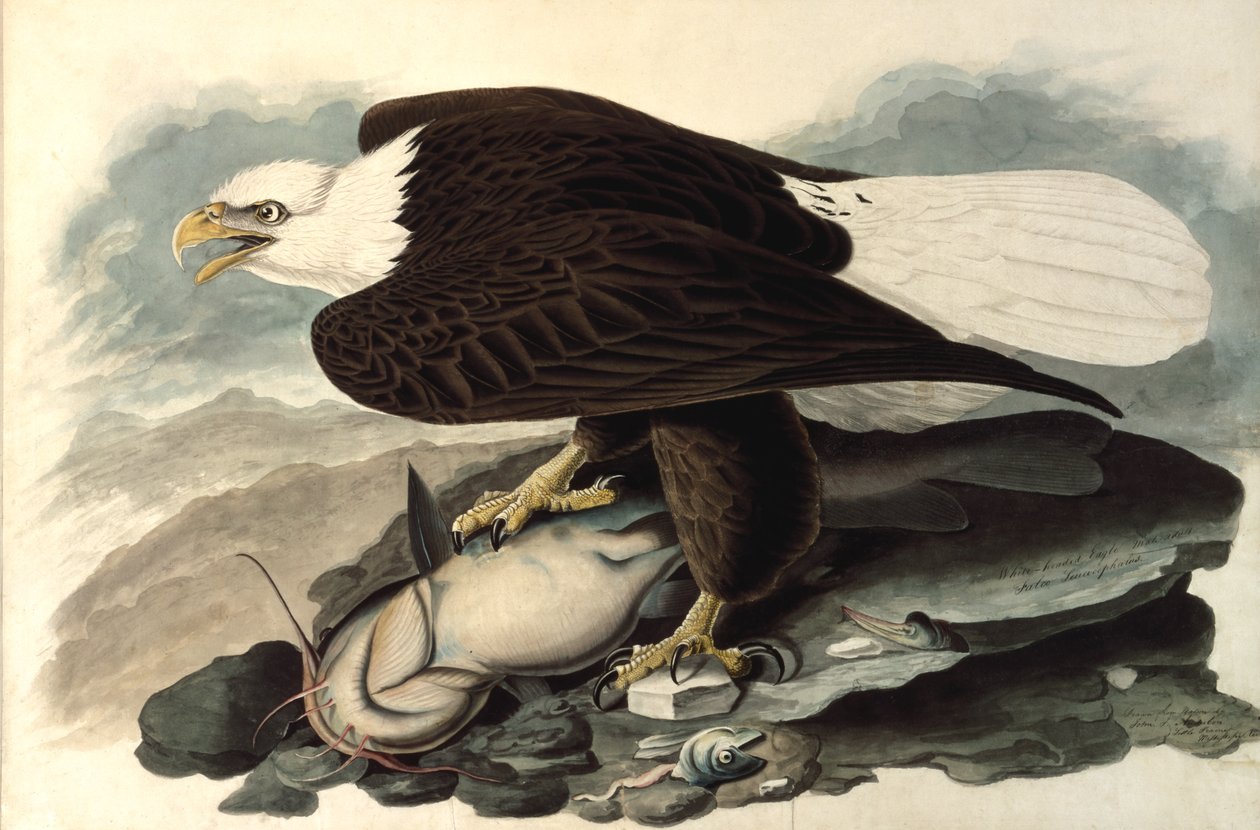 Orel bělohlavý, 1828 (wc, pastel a grafit na papíře) od John James Audubon