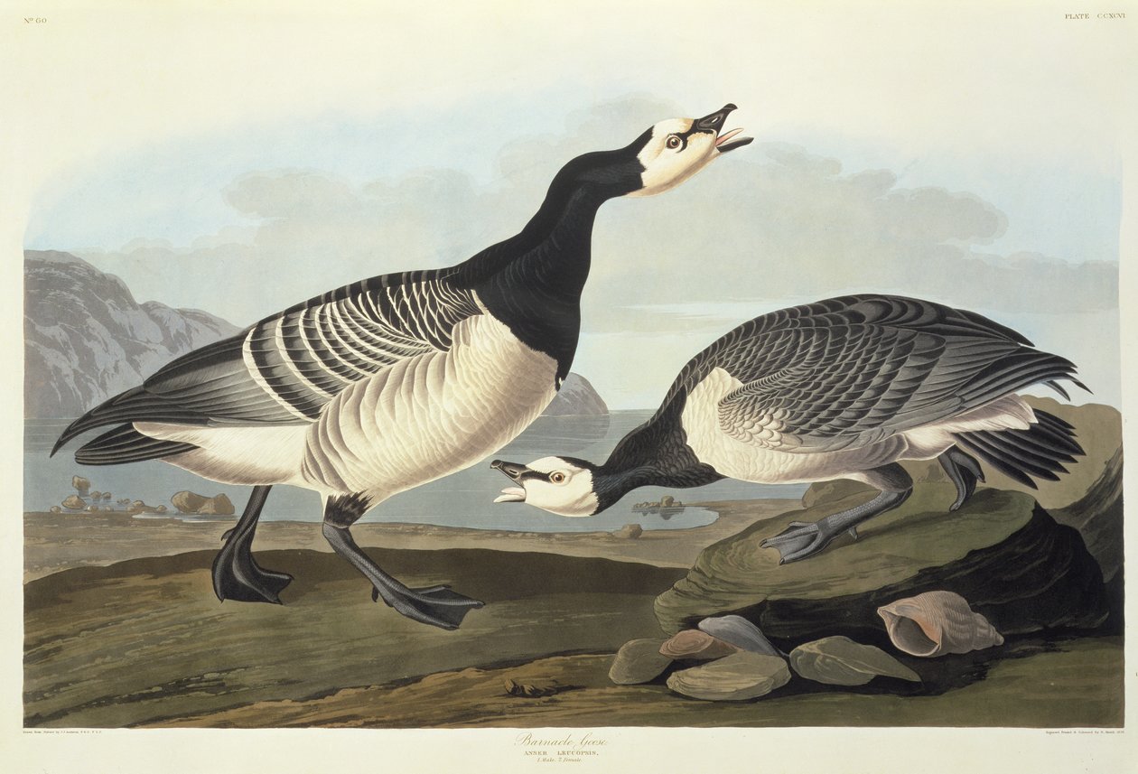 Barnacle Husy od John James Audubon