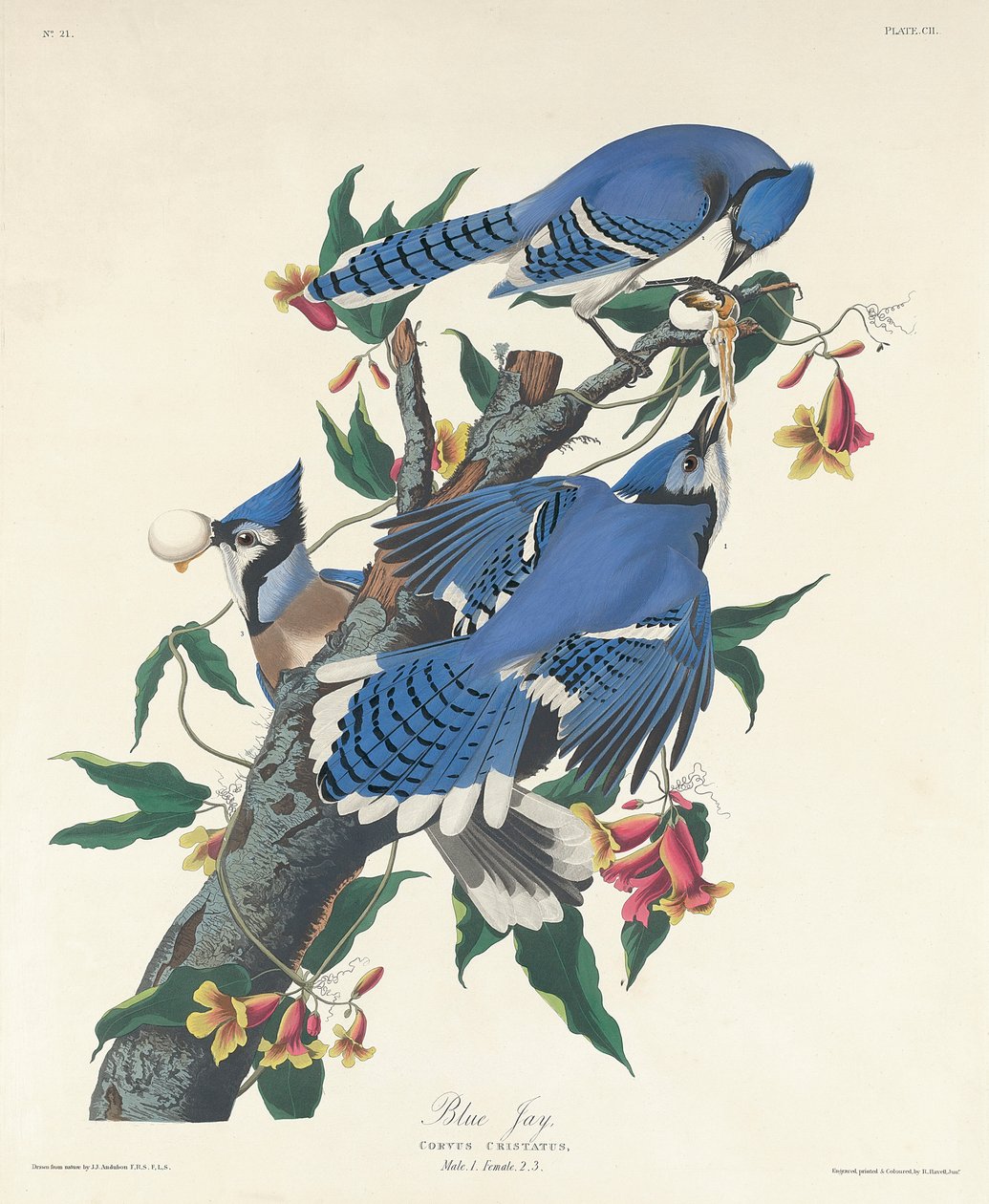 Blue Jay, 1831 od John James Audubon
