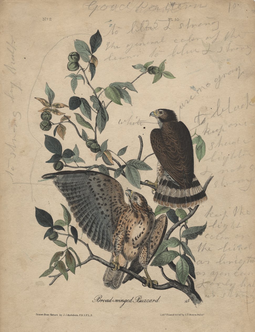 Káně širokokřídlá, litho od J.T. Bowen, 1840 od John James Audubon