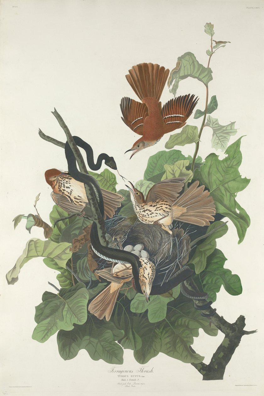 Drozd brávník, 1831 od John James Audubon