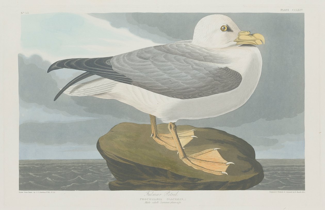 Fulmer Petrel, 1835 od John James Audubon