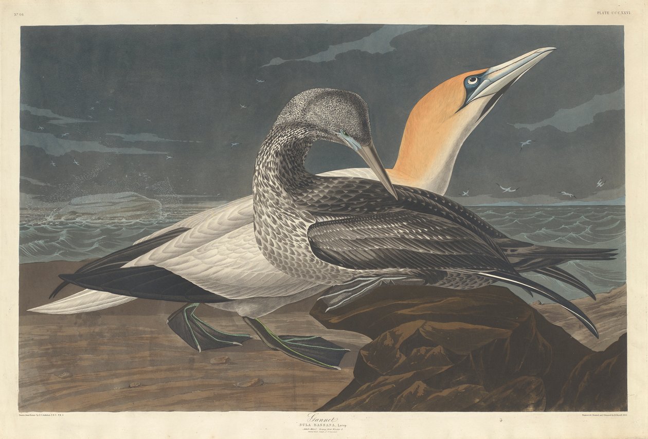 Gannet, 1836 od John James Audubon