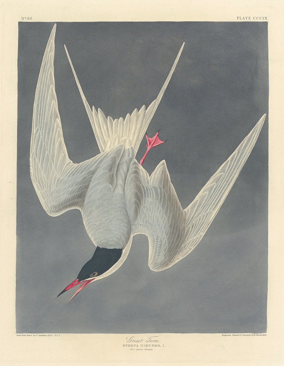 Rybák velký, 1836 od John James Audubon