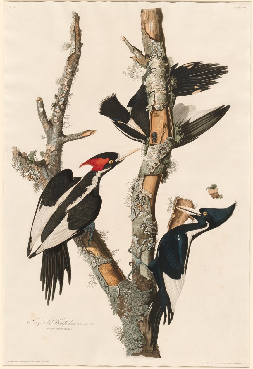 Datel slonovinový, 1829 od John James Audubon