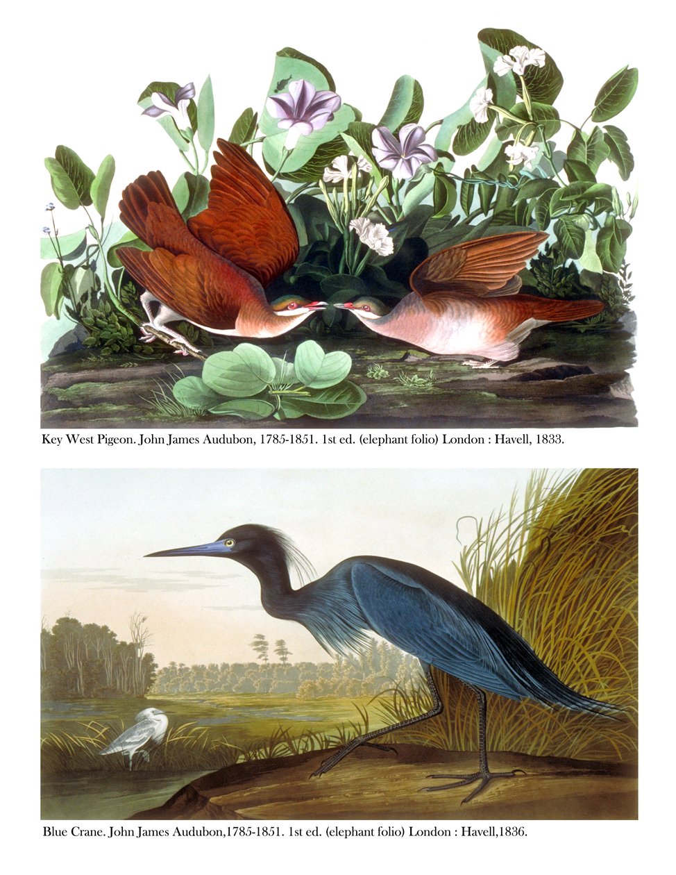 Key West Pigeon a Blue Crane, c.1833-36 od John James Audubon