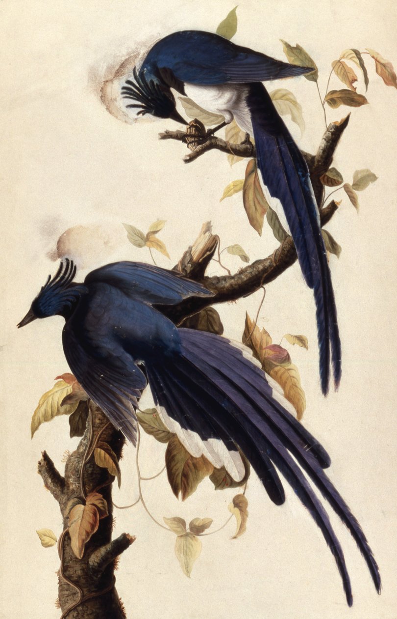 Sojka straka, 1829 (čb, koláž a grafit na papíře) od John James Audubon
