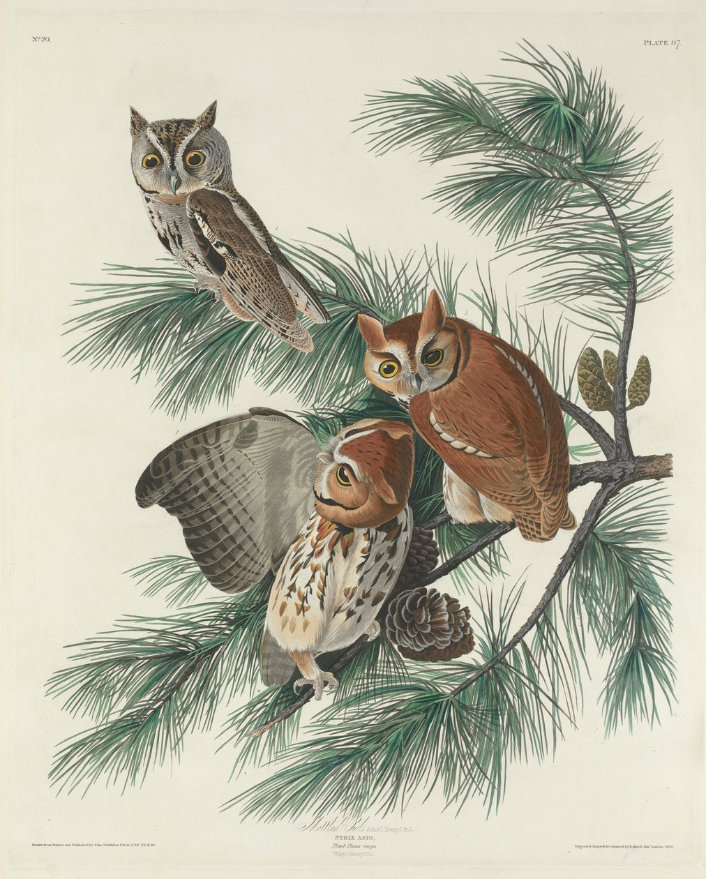 Sova strakatá, 1830 od John James Audubon