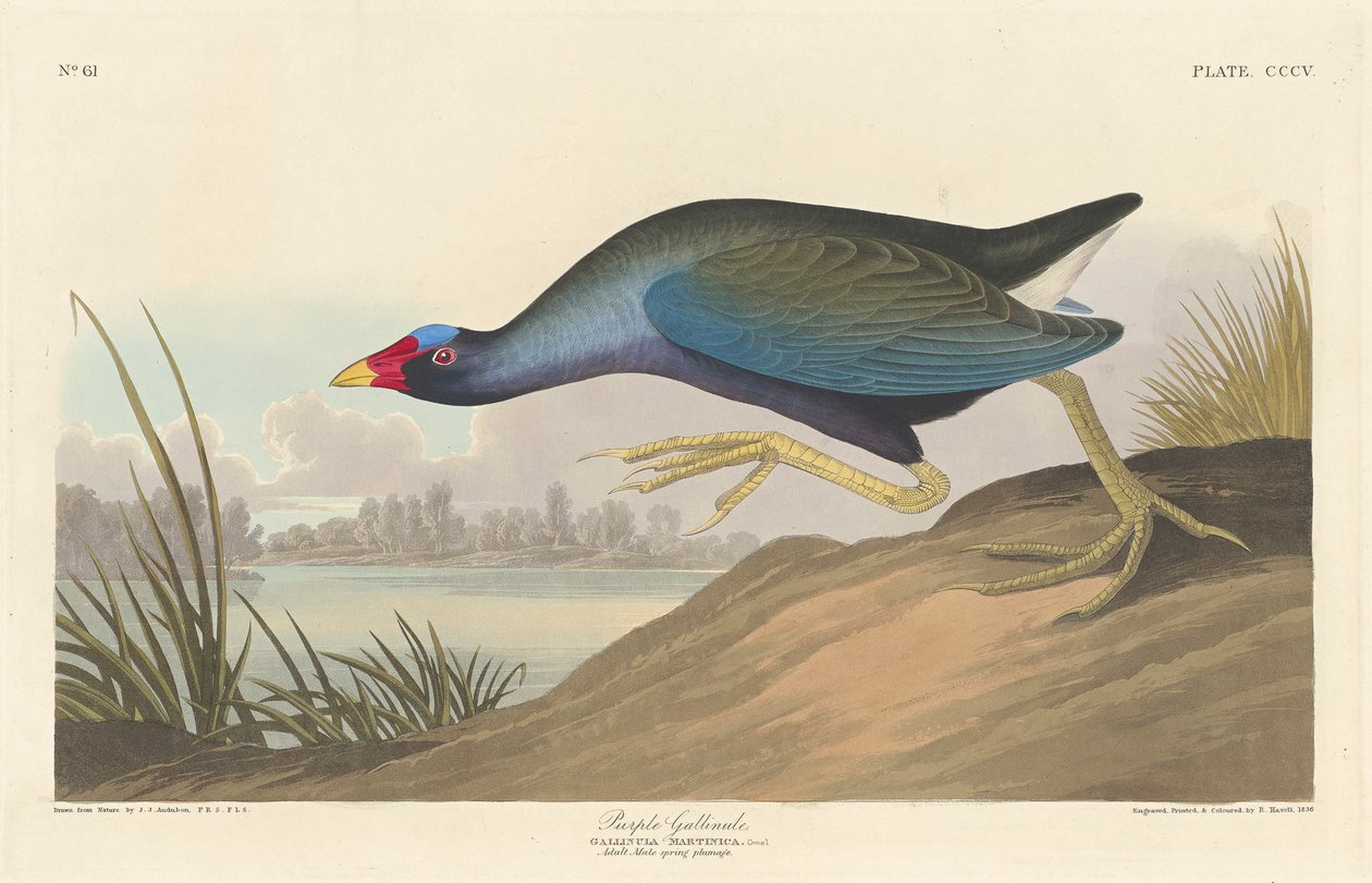 Fialový galinule, 1836 od John James Audubon