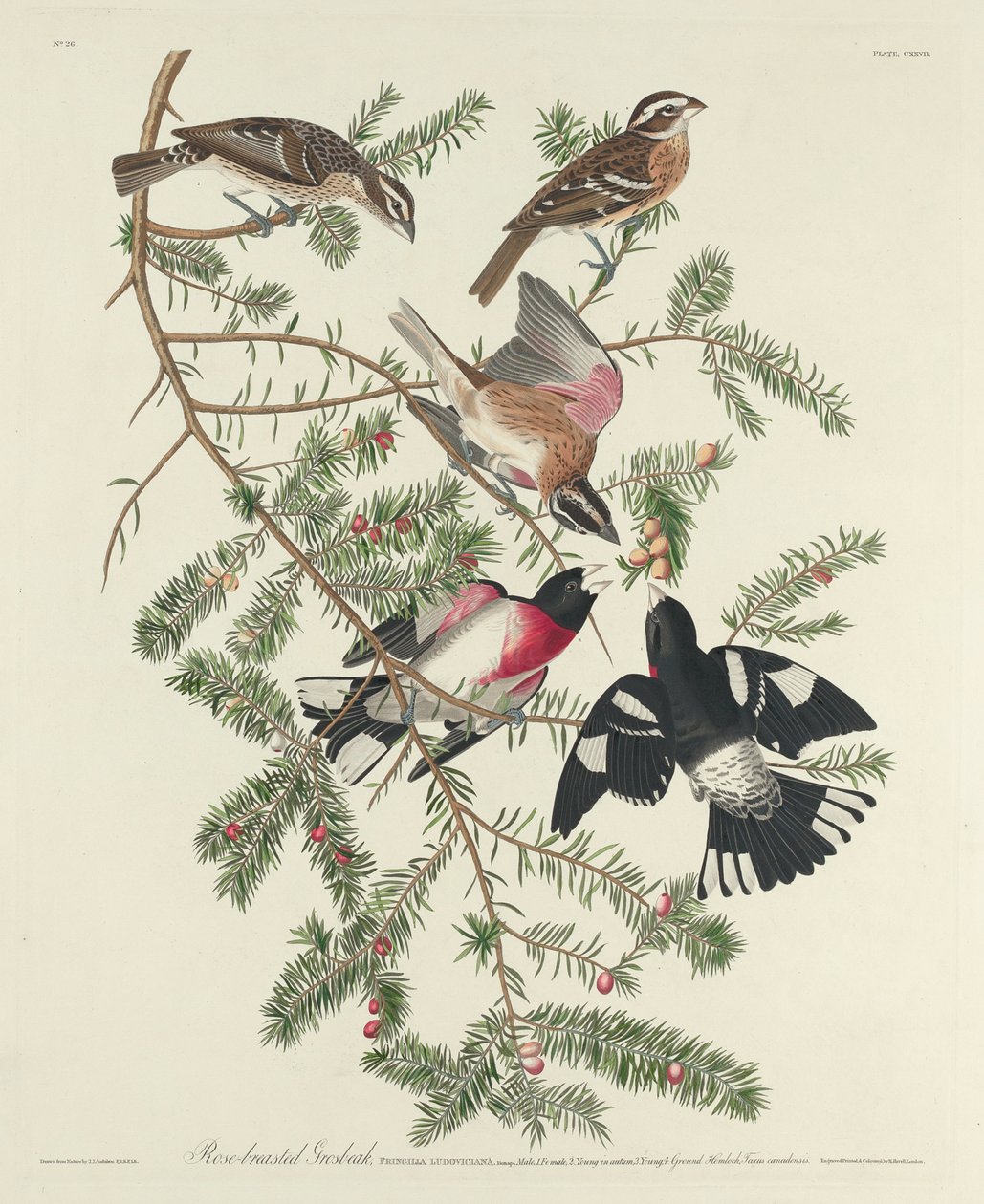 Grosbeak růžový, 1832 od John James Audubon