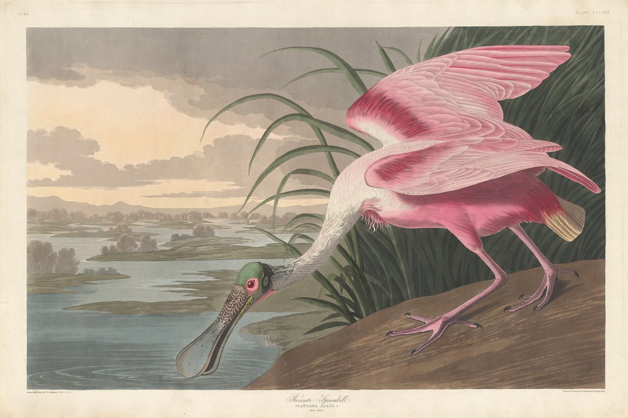 Roseate Spoonbill, 1836 od John James Audubon
