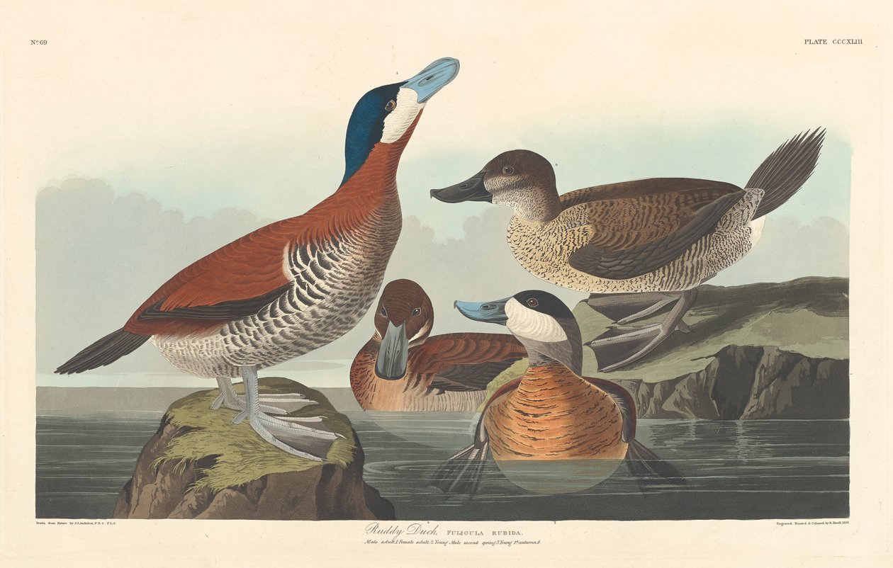 Kachna rudá, 1836 od John James Audubon
