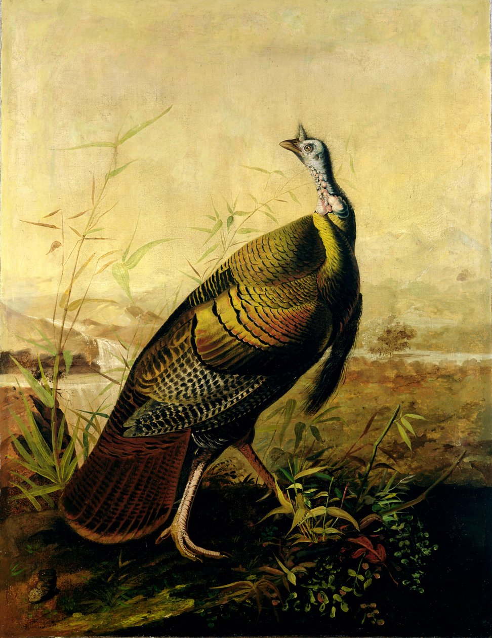 Americký divoký krocan kohout od John James Audubon