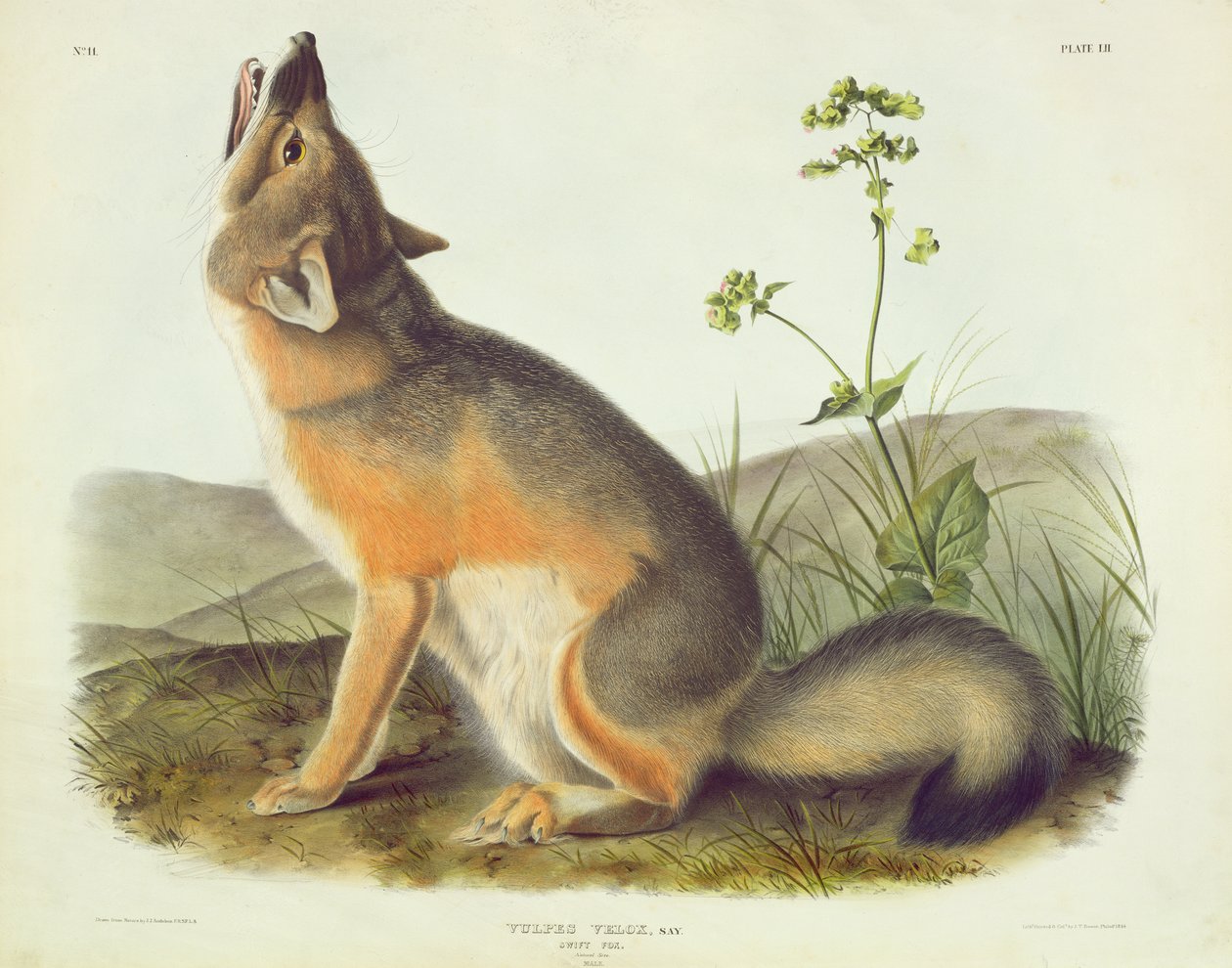 Vulpes Velox (Swift Fox), deska 52 z 