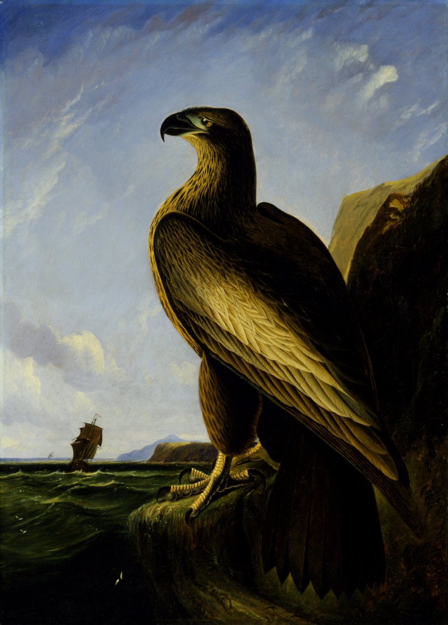 Orel mořský ve Washingtonu od John James Audubon