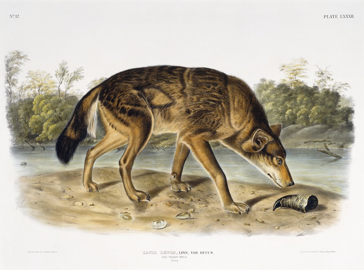 Red Texan Wolf, 1845 (ručně kolorovaná litografie) od John James after Audubon