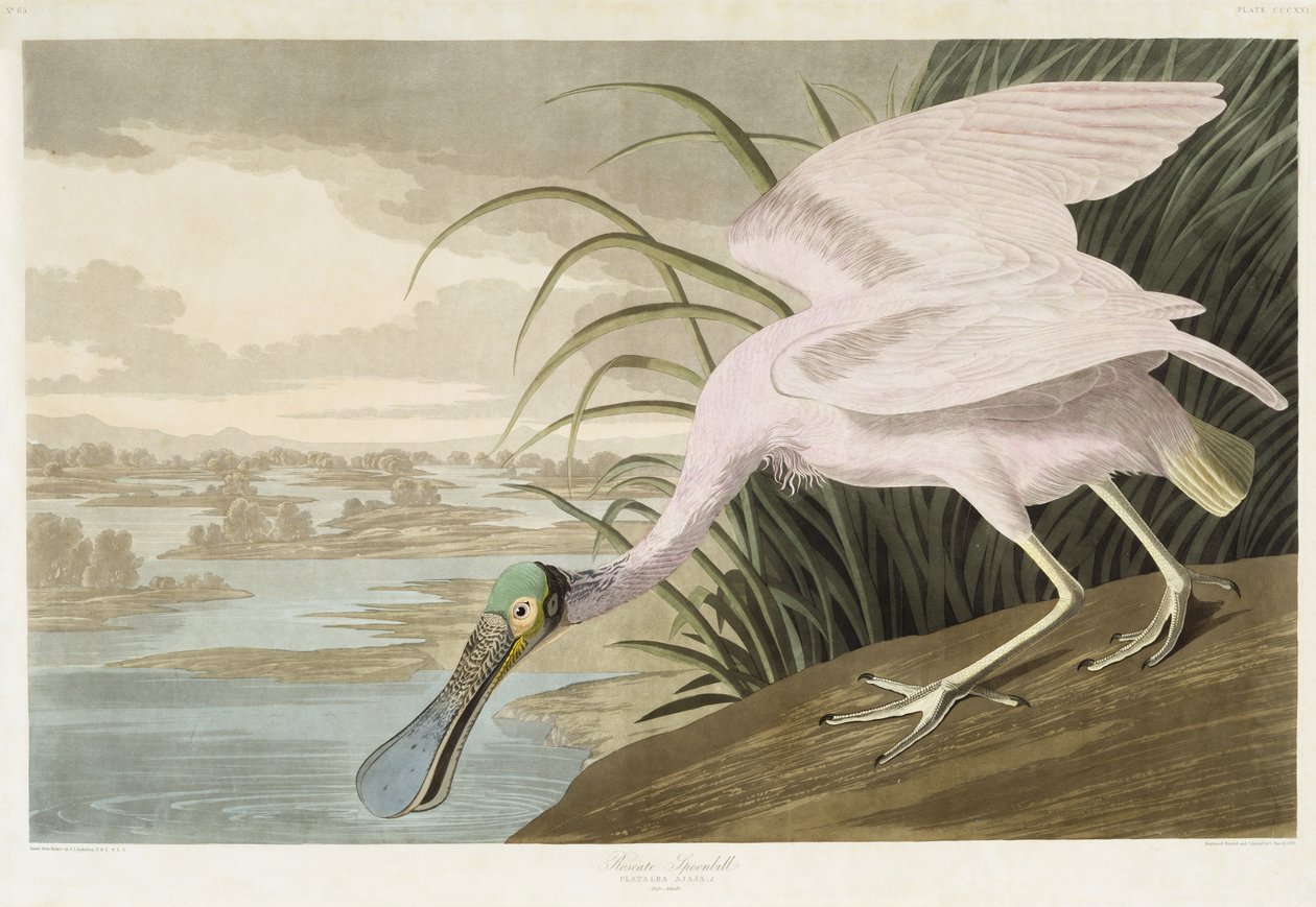Roseate Spoonbill, 1836 (ručně kolorovaná akvatinta na tkaném papíře) od John James after Audubon