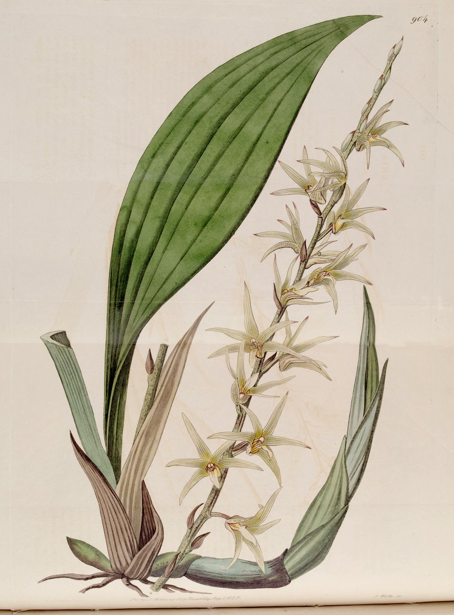 Ilustrace Eria javanica (jako syn. Eria stellata) od John Lindley