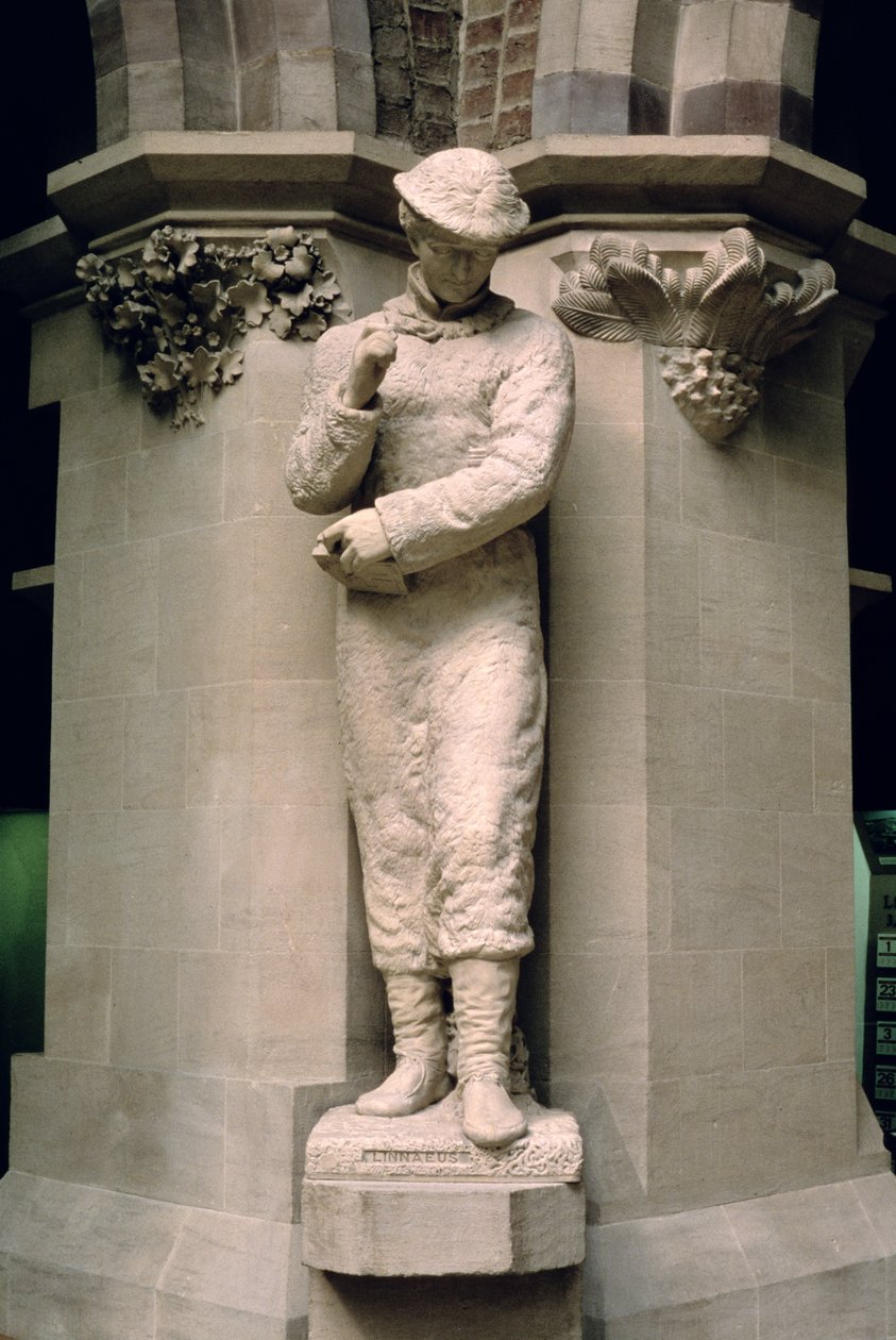 Charles Linné (1707–1778) od John Lucas Tupper