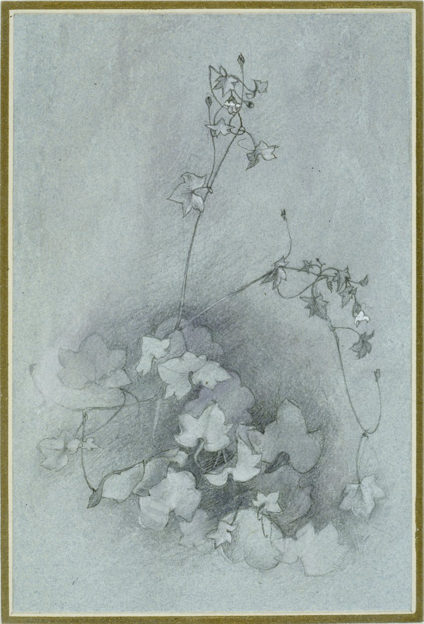 Toadflax Ivy-Leaved (