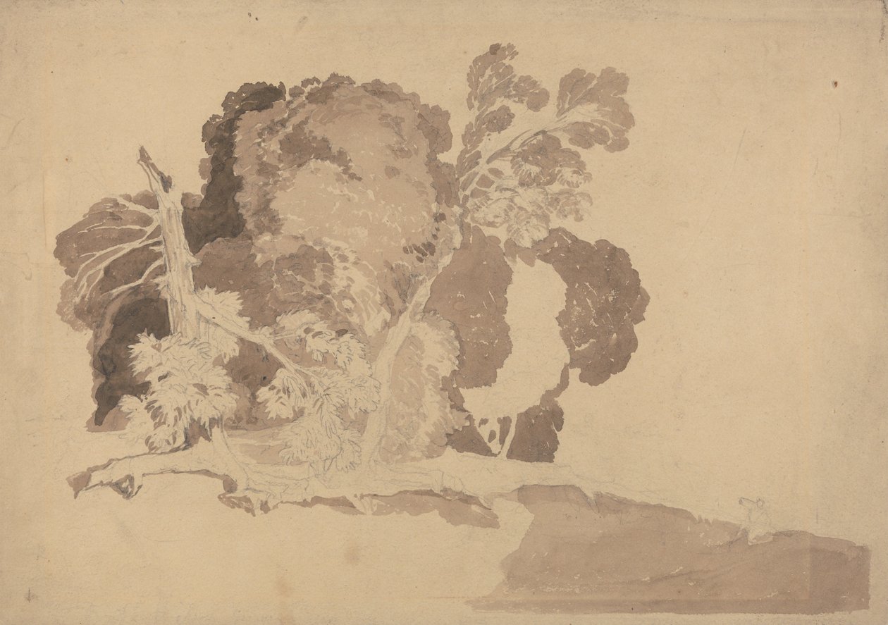 Studium stromů od John Sell Cotman