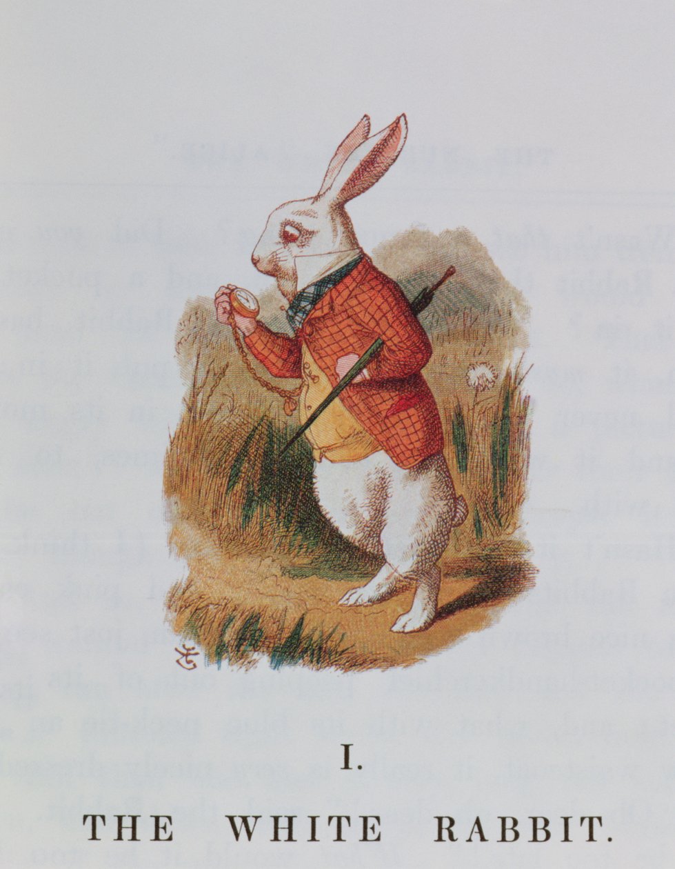 Bílý králík, ilustrace z 