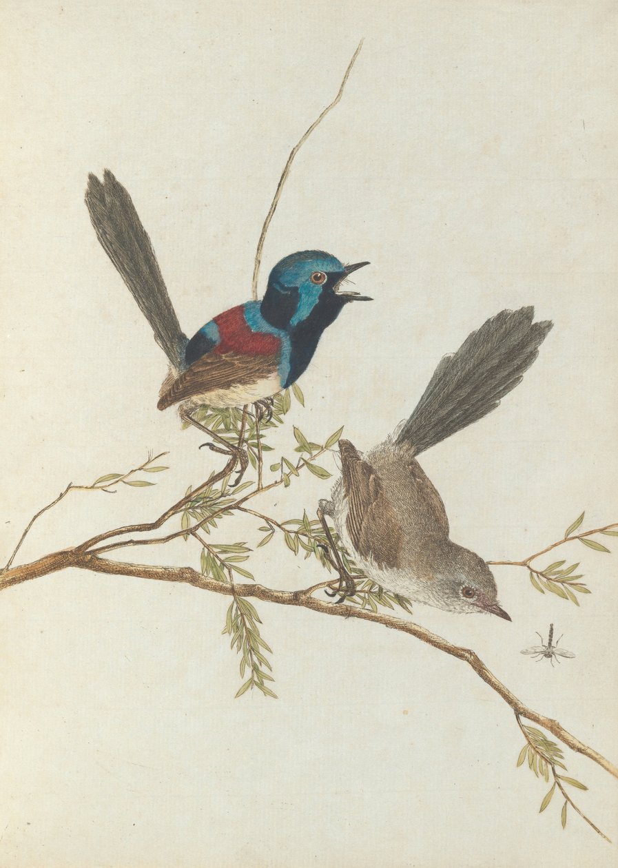Pěnice pestrá.Lewin, John. Birds of New South Wales with their natural history. Sydney- G. Howe... od John William Lewin