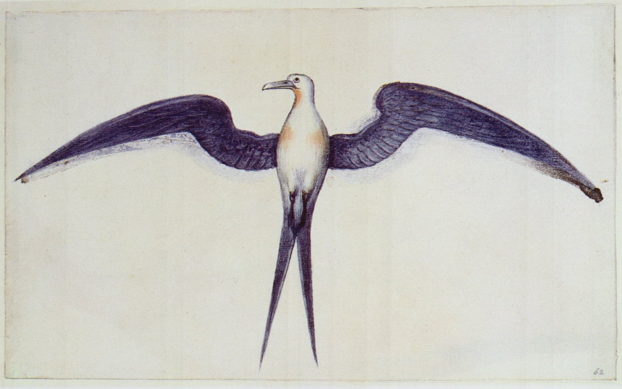 Frigate Bird od John White