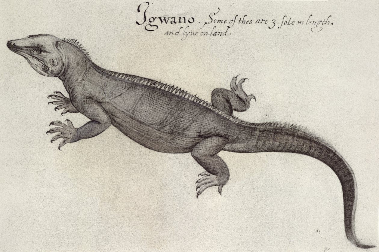 Leguán od John White