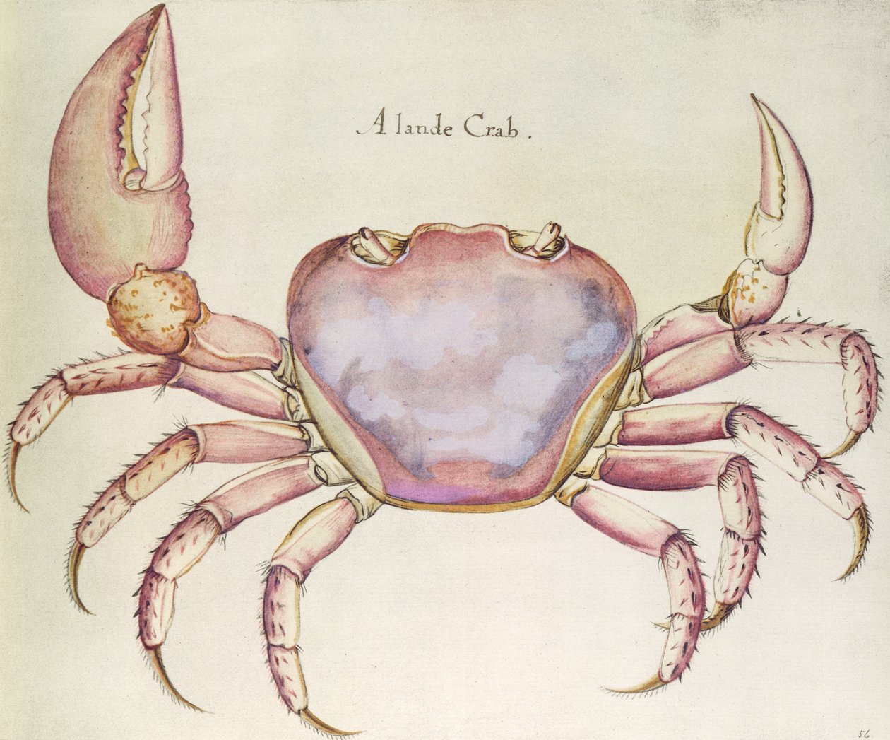 Zemský krab od John White