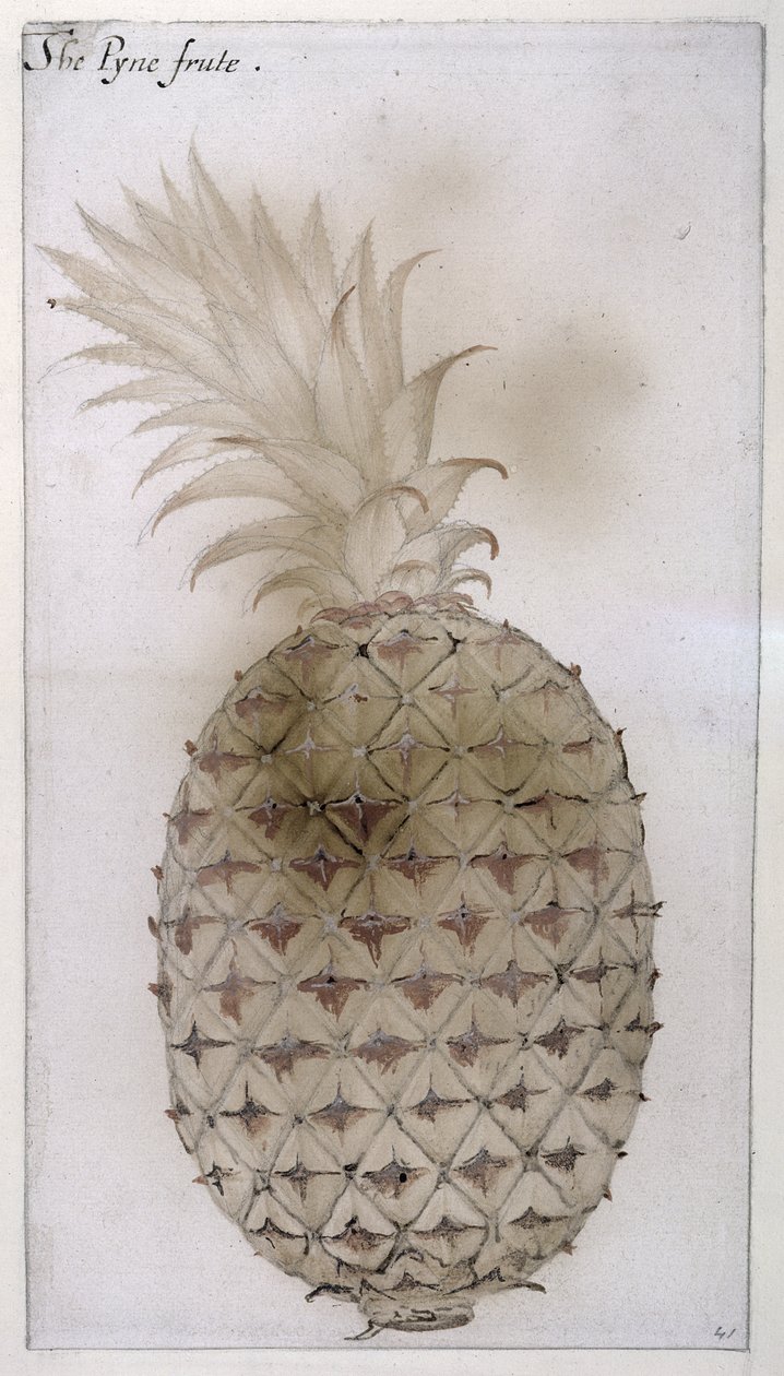 Ananas, (tužka, wc a tělová barva na papíře) od John White