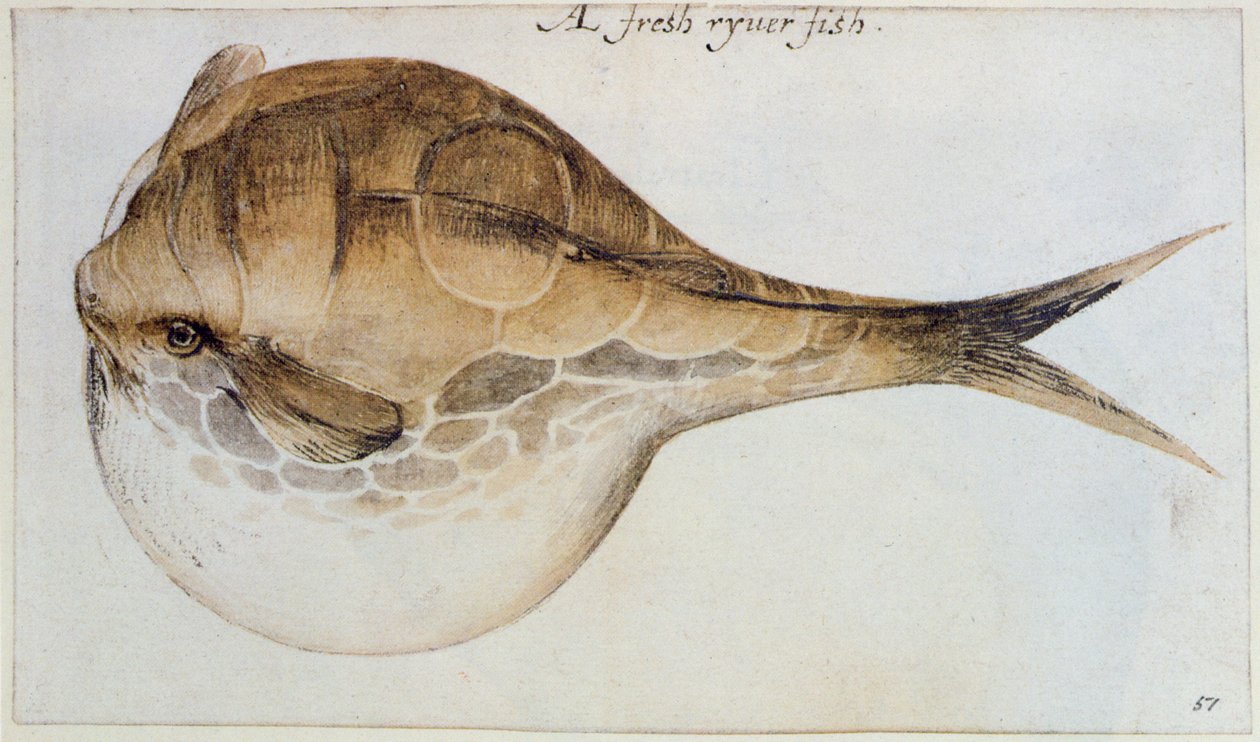 Puffer (litografie) od John White
