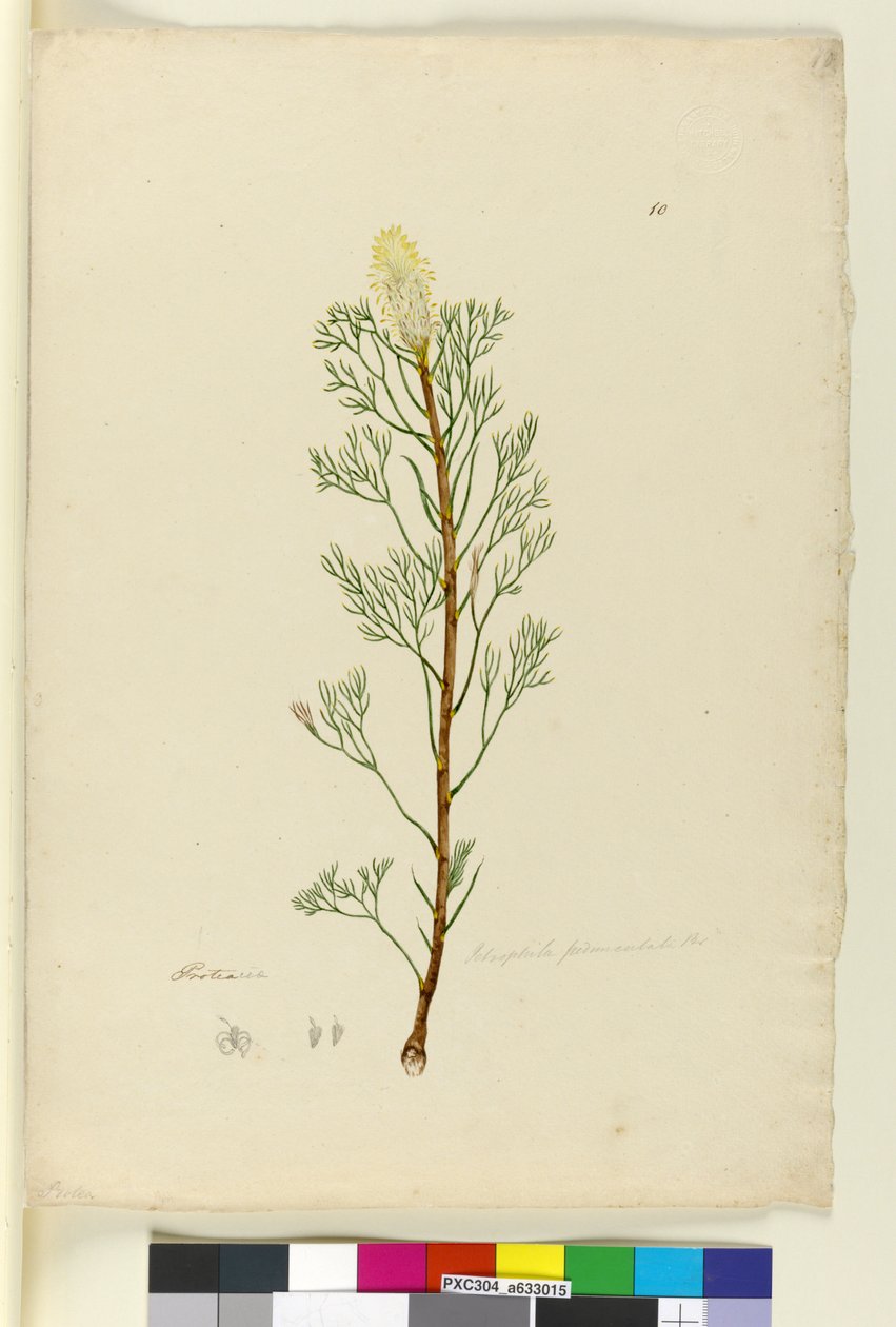 Strana 10. Petrophile pedunculata, asi 1803-06 (čb, pero, tuš a tužka) od John William Lewin
