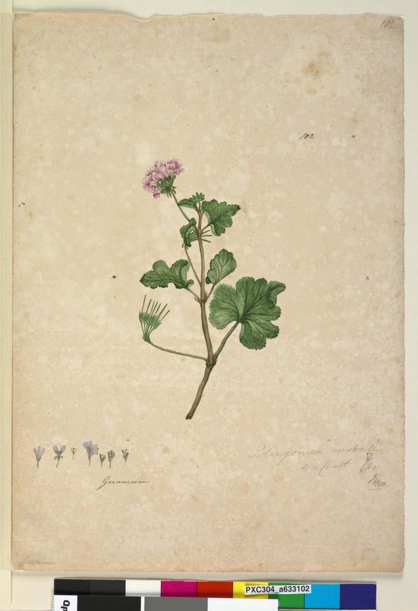 Strana 102. Pelargonium australe, asi 1803-06 (čb, pero, tuš a tužka) od John William Lewin