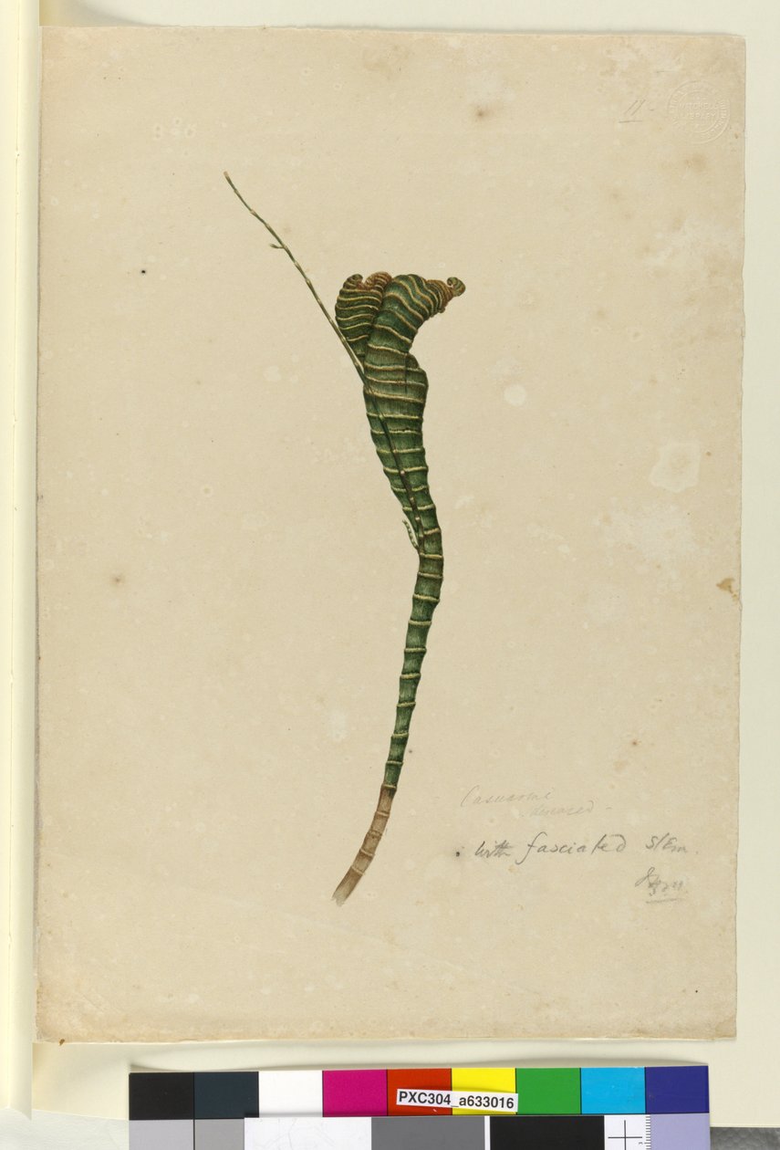 Strana 11. Casuarina, asi 1803-06 (čb, pero, tuš a tužka) od John William Lewin
