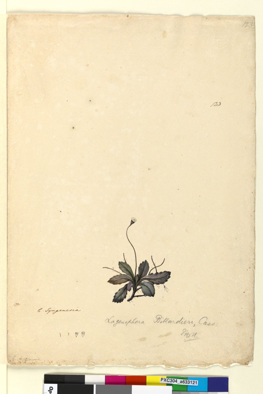 Strana 123. Lagenophora billardieriLagenophora gracilis, asi 1803-06 (čb, pero, tuš a tužka) od John William Lewin