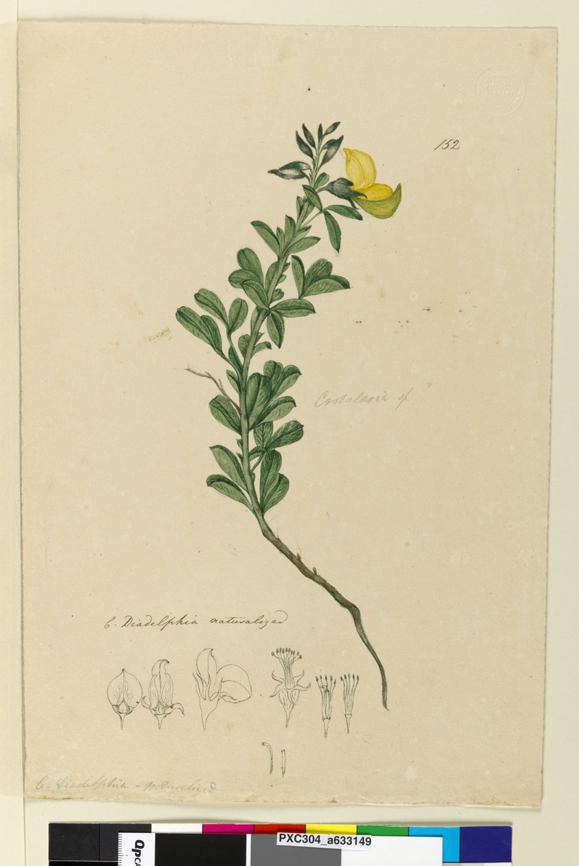 Strana 152. C. Diadelphia naturalizovaný, asi 1803-06 (čb, pero, tuš a tužka) od John William Lewin