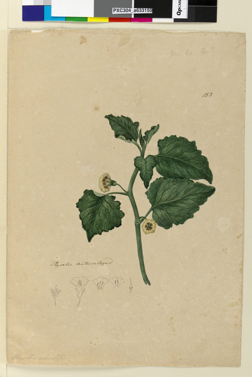 Strana 153. Physalis naturalizovaný, asi 1803-06 (čb, pero, tuš a tužka) od John William Lewin