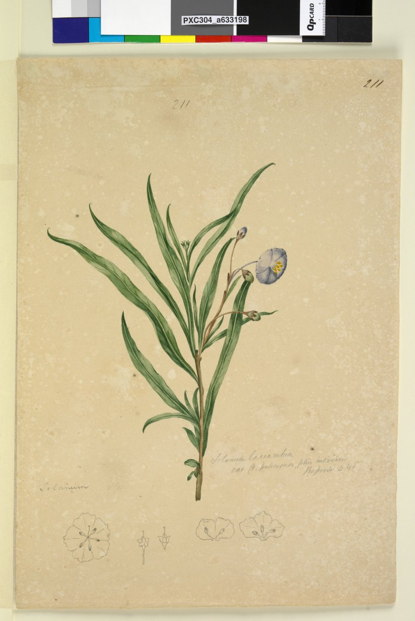 Strana 211. Solanum laciniatum, asi 1803-06 (čb, pero, tuš a tužka) od John William Lewin
