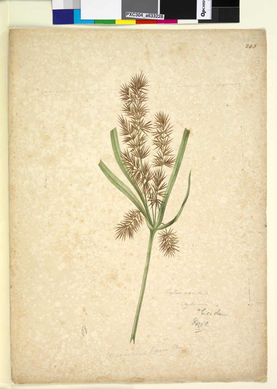 Strana 243. Mariscus, c.1803-06 (wc, pero, inkoust a tužka) od John William Lewin