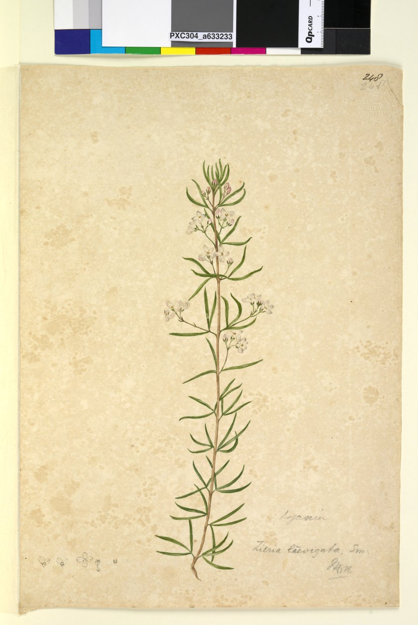 Strana 248. Zieria laevigata, asi 1803-06 (čb, pero, tuš a tužka) od John William Lewin