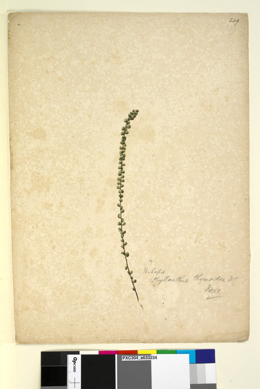 Strana 249. Snad Phyllanthus thymoides, asi 1803-06 (čb, pero, tuš a tužka) od John William Lewin