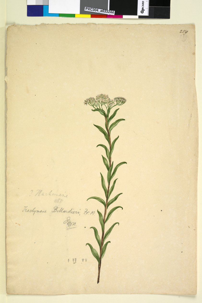 Strana 259. Trachymene, asi 1803-06 (čb, pero, tuš a tužka) od John William Lewin