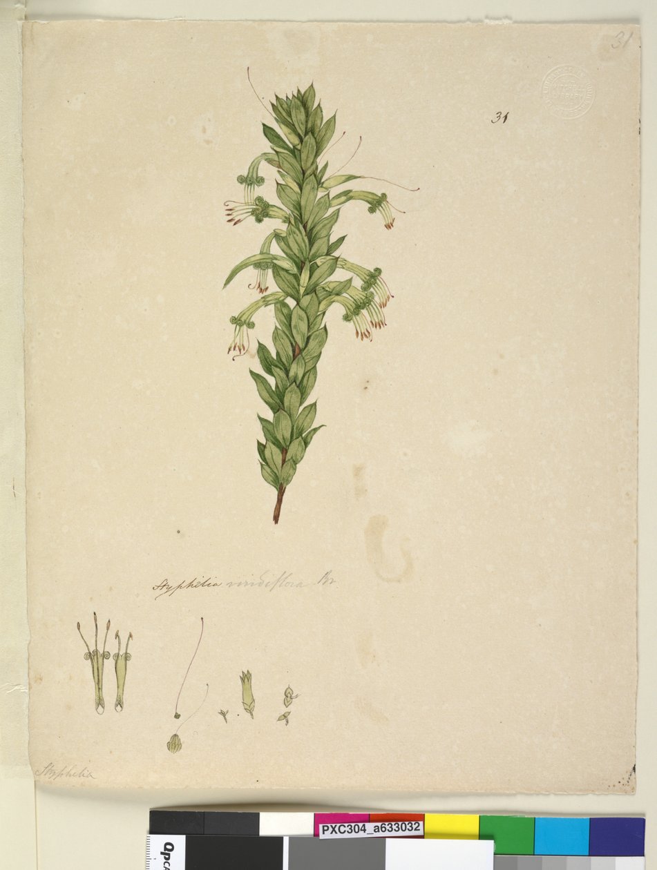 Strana 31. Styphelia viridiflora, asi 1803-06 (čb, pero, tuš a tužka) od John William Lewin