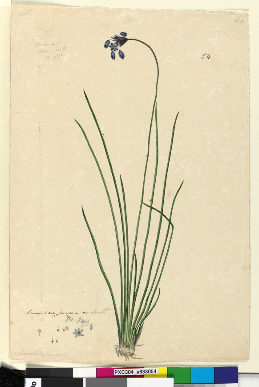 Strana 54. Sowerbaea juncea, asi 1803-06 (čb, pero, tuš a tužka) od John William Lewin