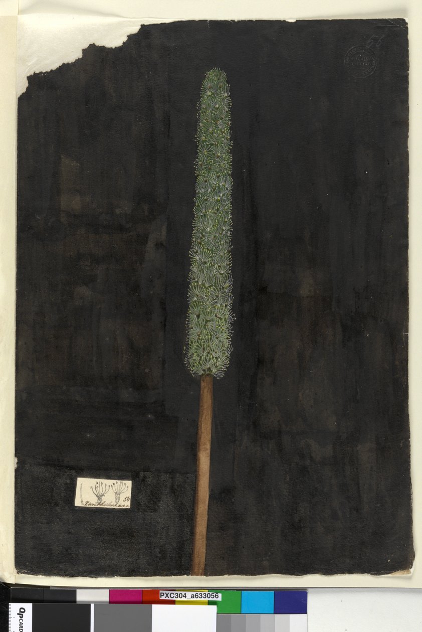Strana 56. Xanthorrhoea, asi 1803-06 (čb, pero, tuš a tužka) od John William Lewin
