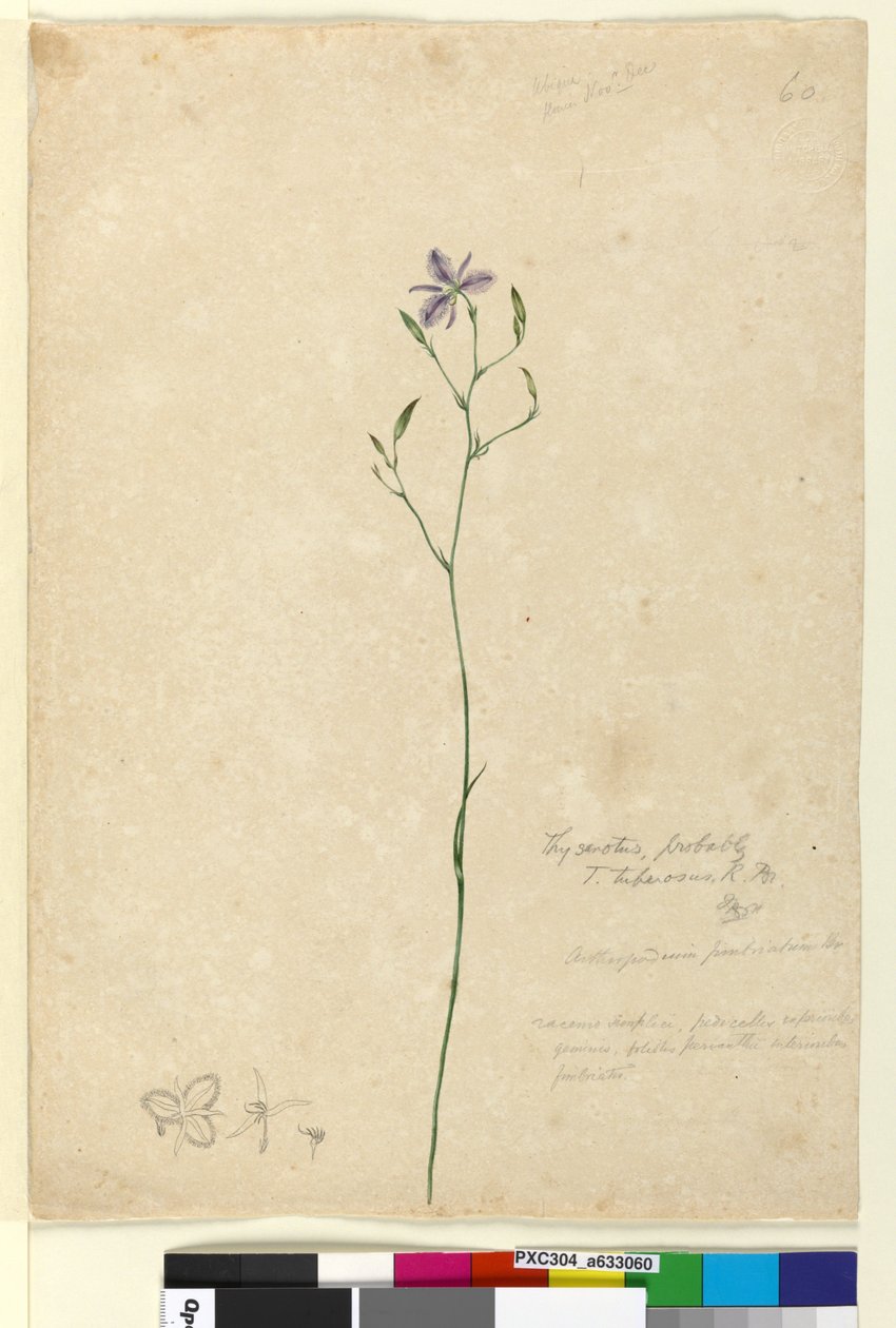 Strana 60. Thysanotus tuberosus, asi 1803-06 (čb, pero, tuš a tužka) od John William Lewin
