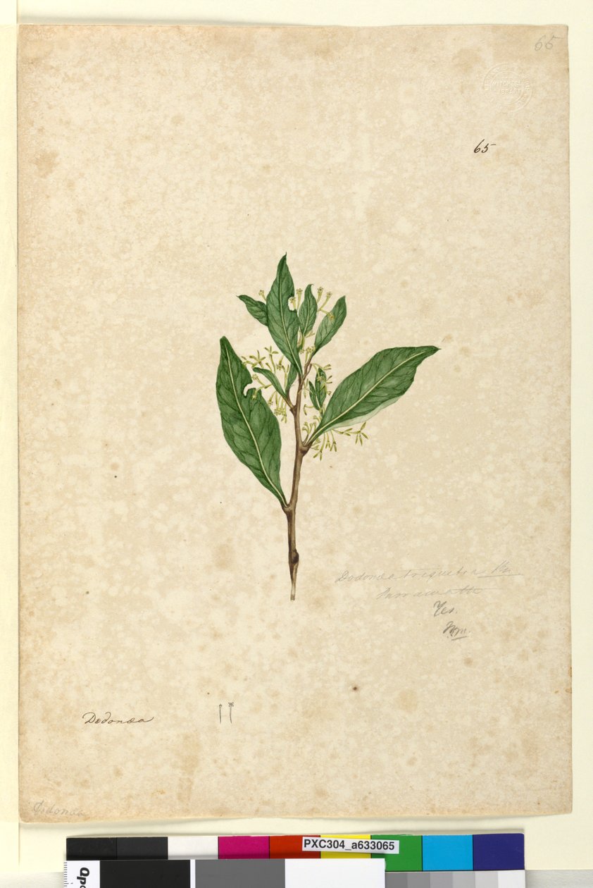 Strana 65. Dodonaea triquetra, asi 1803-06 (čb, pero, tuš a tužka) od John William Lewin